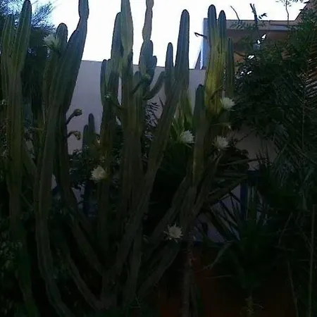 Danae فندق ثيرا